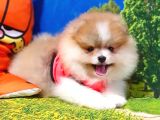 Particolor Nadir Renk Dişi Pomeranian Boo Yavrumuz