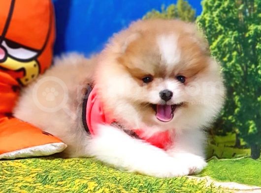 Particolor Nadir Renk Dişi Pomeranian Boo Yavrumuz görsel