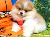 Particolor Nadir Renk Dişi Pomeranian Boo Yavrumuz