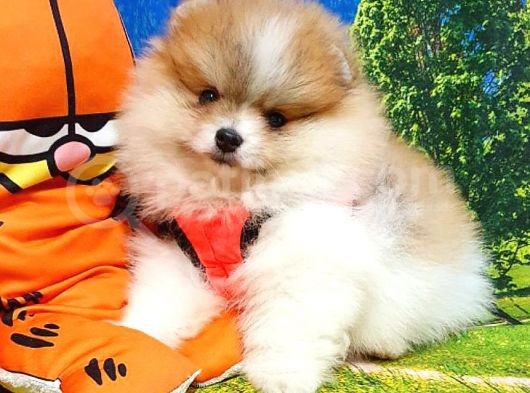 Particolor Nadir Renk Dişi Pomeranian Boo Yavrumuz görsel