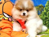 Particolor Nadir Renk Dişi Pomeranian Boo Yavrumuz