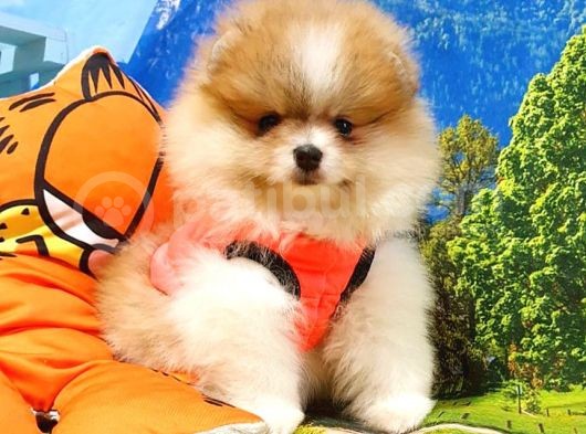 Particolor Nadir Renk Dişi Pomeranian Boo Yavrumuz görsel