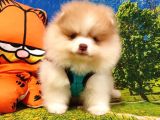 Teddy Face Pomeranian Boo Yavrularımız
