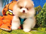 Teddy Face Pomeranian Boo Yavrularımız