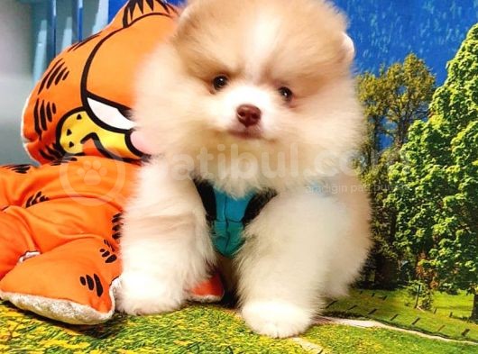 Teddy Face Pomeranian Boo Yavrularımız görsel