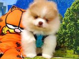 Teddy Face Pomeranian Boo Yavrularımız
