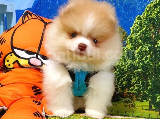 Teddy Face Pomeranian Boo Yavrularımız görsel