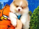 Teddy Face Pomeranian Boo Yavrularımız