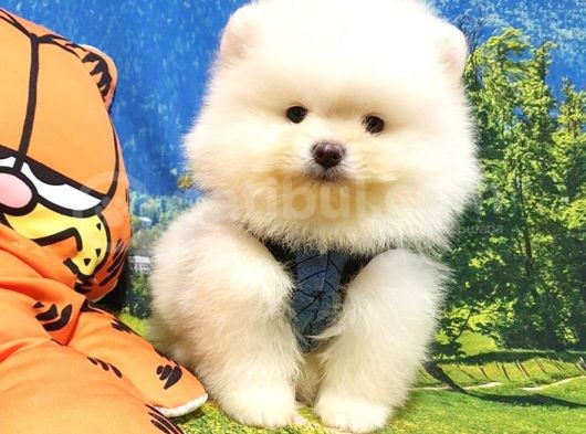 Teddy Bear Ayı Surat Pomeranian Boo Yavrularımız görsel