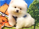 Teddy Bear Ayı Surat Pomeranian Boo Yavrularımız
