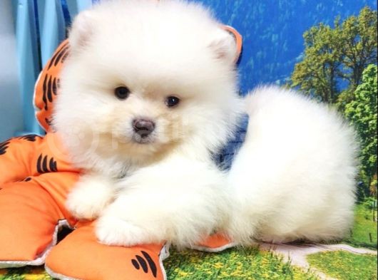 Teddy Bear Ayı Surat Pomeranian Boo Yavrularımız görsel