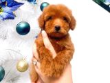 Poodle Toy Yavrularim