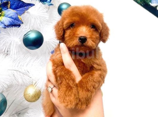 Poodle Toy Yavrularim görsel
