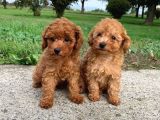 Dünyanin En Zeki̇si̇ Toy Poodle Yavrularimiz Si̇zlerle