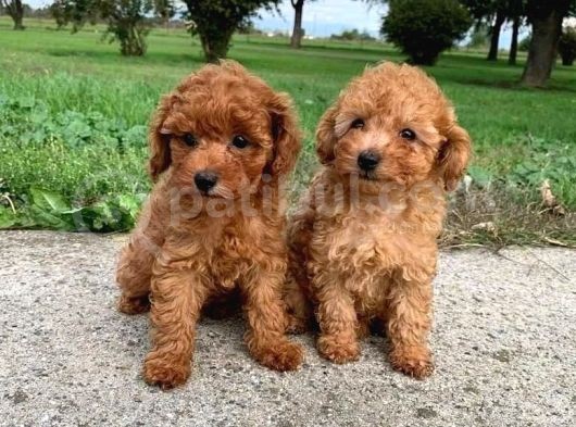 Dünyanin En Zeki̇si̇ Toy Poodle Yavrularimiz Si̇zlerle görsel