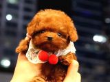 Benzersiz Toy Poodle Yavruları
