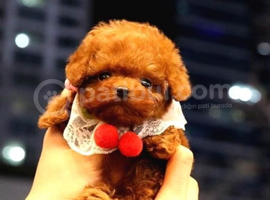 Benzersiz Toy Poodle Yavruları