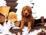 Toy Poodle Yavrularimiz Si̇zlerle