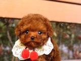 Benzersiz Toy Poodle Yavruları