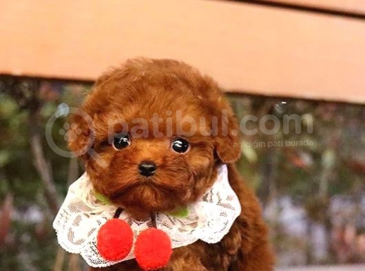 Benzersiz Toy Poodle Yavruları görsel