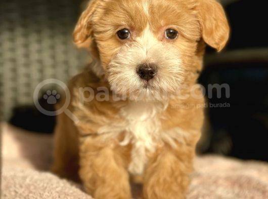 Show Kalite Maltipoo Bebekler görsel