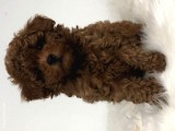 Toy Poodle Oyuncak Kaniş Safkan Gerçek Garantili