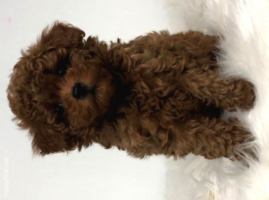 Toy Poodle Oyuncak Kaniş Safkan Gerçek Garantili