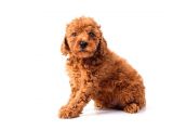 Toy Poodle Yavrularimiz Si̇zlerle