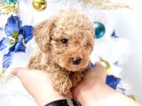 Hari̇ka Toy Poodle Yavrular
