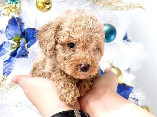 Hari̇ka Toy Poodle Yavrular görsel