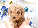 Hari̇ka Toy Poodle Yavrular