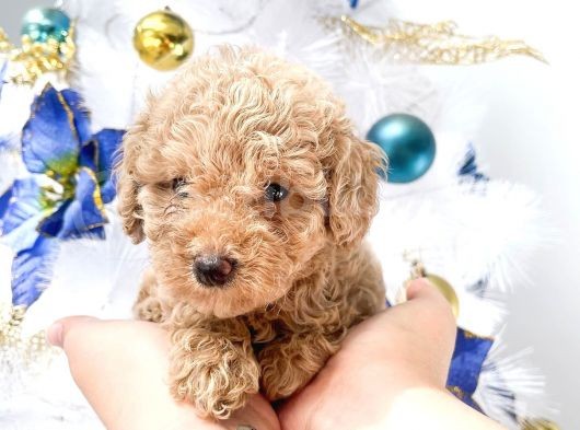Hari̇ka Toy Poodle Yavrular görsel