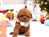 Korea Toy Poodle Yavrular