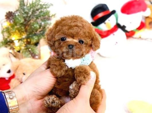Korea Toy Poodle Yavrular