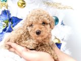 Hari̇ka Toy Poodle Yavrular