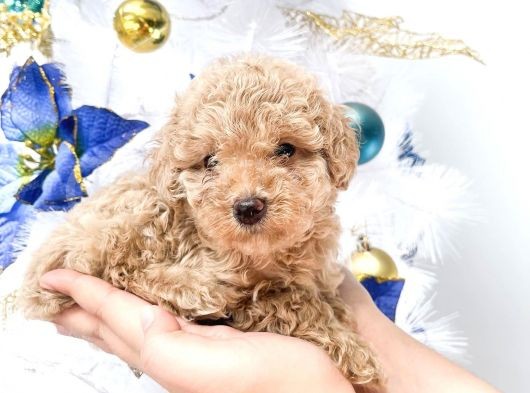 Hari̇ka Toy Poodle Yavrular