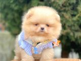Safkan Teddy Bear Pomeranian Boo Yavrularımız