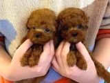 Baby Face Toy Poodle Yavrular