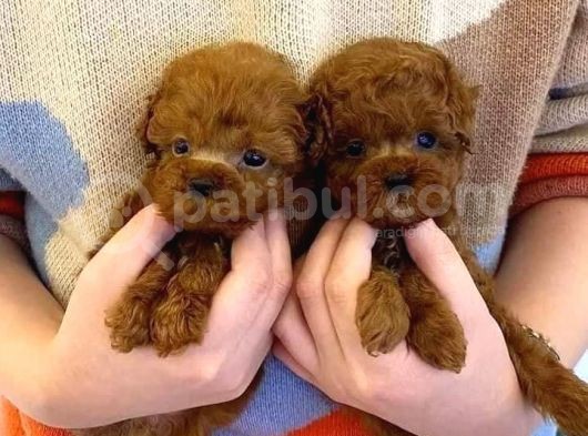 Baby Face Toy Poodle Yavrular