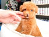 Bebek Yüzlü Toy Poodle Yavrular