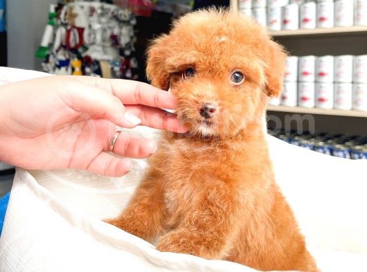 Bebek Yüzlü Toy Poodle Yavrular