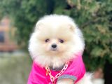 Safkan Teddy Bear Pomeranian Boo Yavrularımız