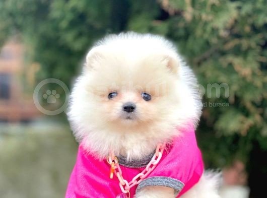 Safkan Teddy Bear Pomeranian Boo Yavrularımız görsel