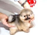 Korea Port Tea Cup Pomerani̇an Boo Yavrular