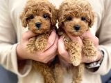 Birbirinden Güzel TOY-POODLE Yavrularımız