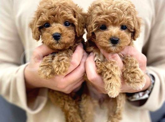 Birbirinden Güzel Toy-Poodle Yavrularımız