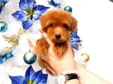 Poodle Toy Yavrularim