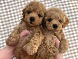 Birbirinden Güzel Toy-Poodle Yavrularımız