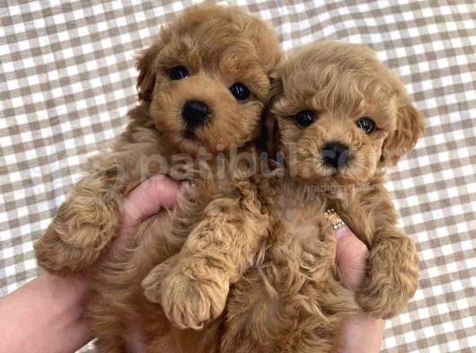 Birbirinden Güzel Toy-Poodle Yavrularımız görsel