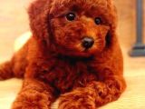 Toy Poodle Oyuncak Kaniş Safkan Gerçek Garantili